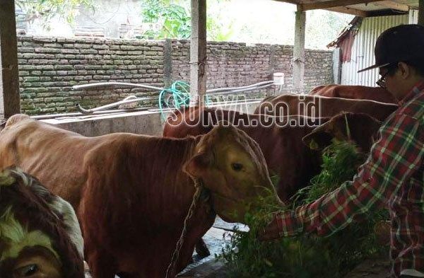 Daging kambing di Pakisaji, Malang