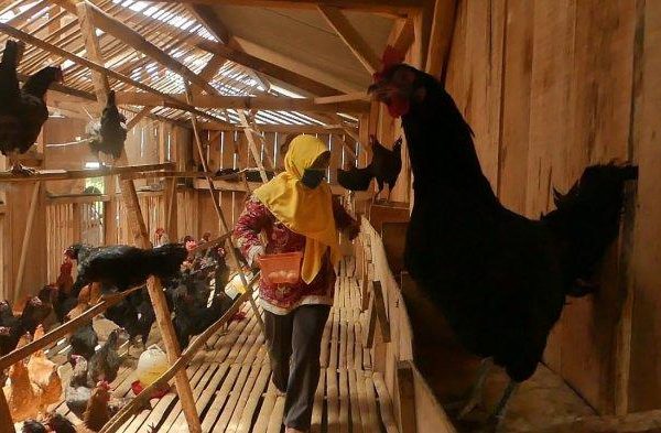 IPB Kembangkan Peternakan Ayam Termodern di Indonesia - indoposco