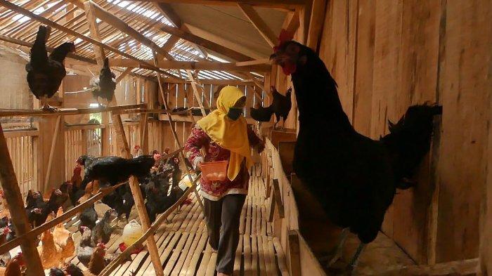 Ternak ayam petelur di Bokoneri, Kab. Tolikara
