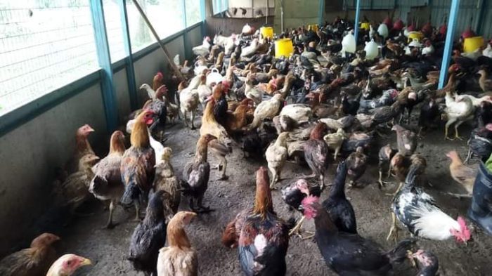 4 Tips Ternak Ayam Kampung yang Benar 4 Tips Ternak Ayam Kampung yang Benar