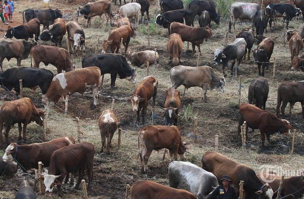 Daging kambing di Muara Padang, Banyuasin