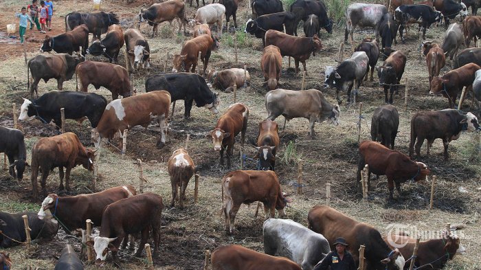 Daging kambing di Muara Padang, Banyuasin