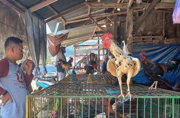 Jual AYAM KAMPUNG 0.7 KG | Shopee Indonesia