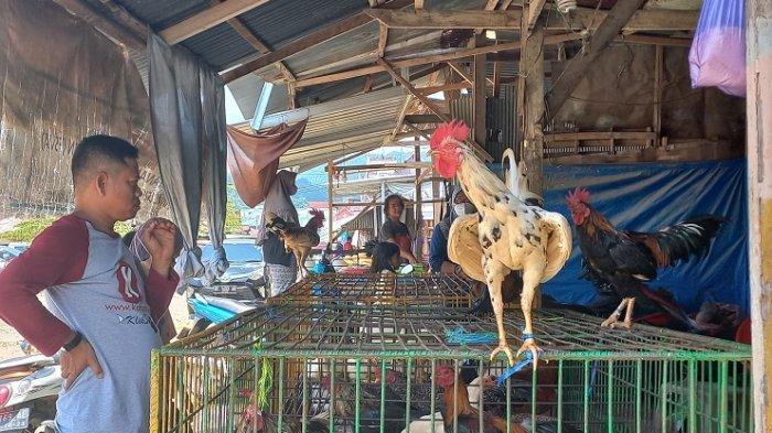 Harga ayam kampung potong di Mesuji, Kab. Mesuji