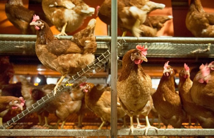 Cara Menentukan FCR untuk Ayam Broiler dan Layer: Panduan Lengkap Ayam layer di Tabir, Kabupaten Merangin