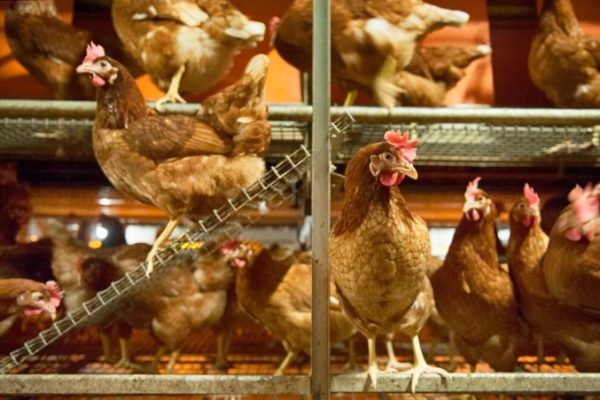 Cara Menentukan FCR untuk Ayam Broiler dan Layer: Panduan Lengkap