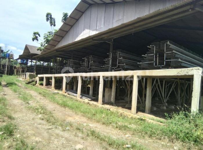 peternakan ayam di tangerang Peternakan ayam kampung di Tegal Timur, Kota Tegal