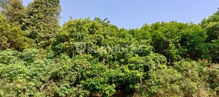 Jual Tanah di Cirinten, Lebak | Harga per Meter Terbaru Daun penggemuk ayam di Cirinten, Kab. Lebak