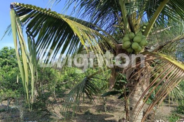 Daun penggemuk ayam di Samboja, Kutai Kartanegara