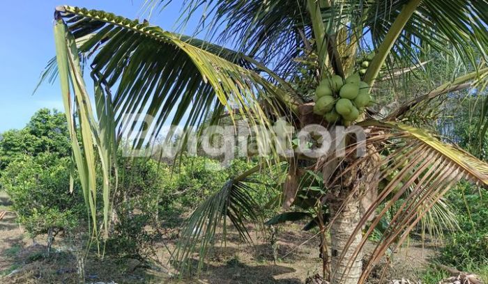 Tanah Dijual di Kutai Kartanegara | rumah123.com Daun penggemuk ayam di Samboja, Kutai Kartanegara