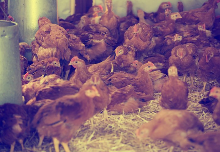 Ayam layer di Pelepat, Kabupaten Bungo