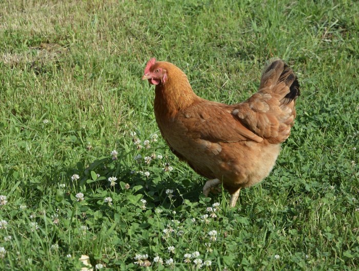 Ayam merah petelur di Sleman, Kab. Sleman