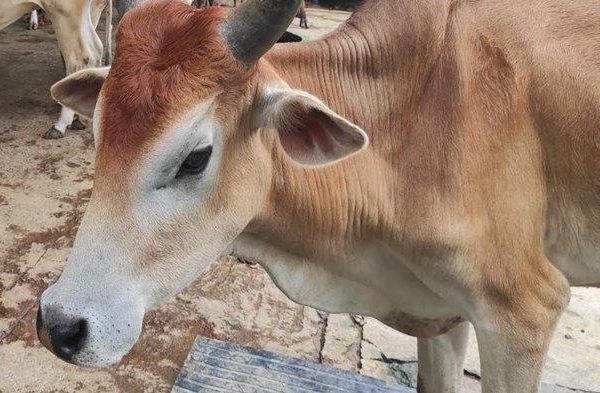 Daging kambing di Bendungan, Trenggalek