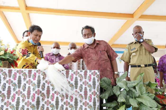 Pohon Tumbang Timpa Jaringan Listrik di Distrik Bonggo, Kab. Sarmi ... Daun penggemuk ayam di Bonggo, Kab. Sarmi