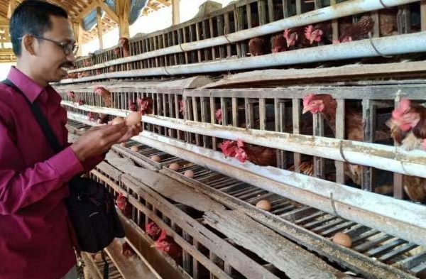 Ternak ayam petelur di Fakfak Tengah, Kab. Fakfak