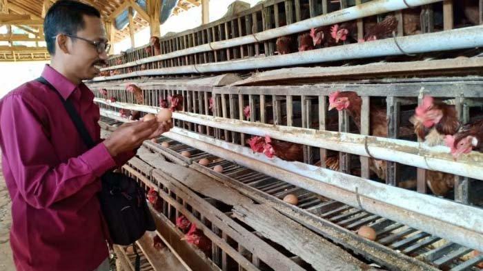 Ternak ayam petelur di Fakfak Tengah, Kab. Fakfak