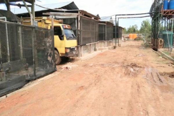 Bupati Merauke: Masalah Limbah Kotoran Ayam Masih Dikaji Secara Teknis ...