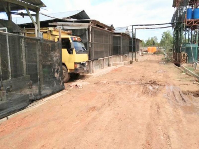 Bupati Merauke: Masalah Limbah Kotoran Ayam Masih Dikaji Secara Teknis ... Bupati Merauke: Masalah Limbah Kotoran Ayam Masih Dikaji Secara Teknis ...