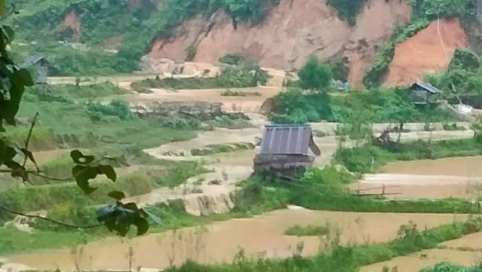 Daun penggemuk ayam di Buntu Malangka, Mamasa