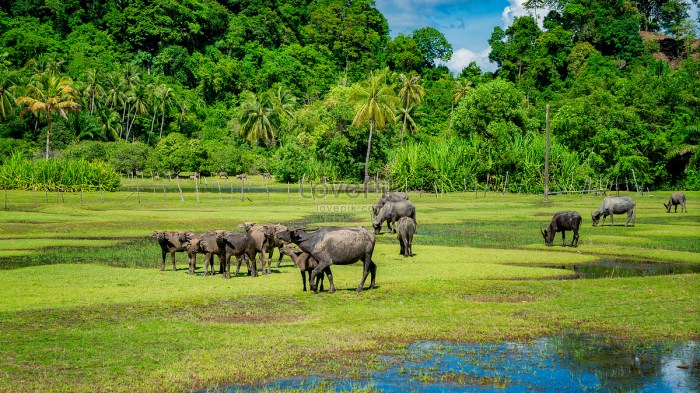 Peternakan ayam petelur terdekat di Timang Gajah, Bener Meriah