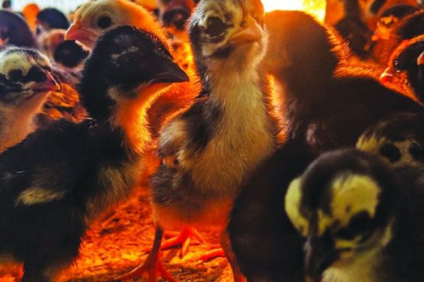 Ayam merah petelur di Berbak, Kabupaten Tanjung Jabung Timur