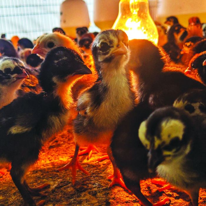 Ayam kampung petelur di Kepulauan Pongok, Bangka Selatan