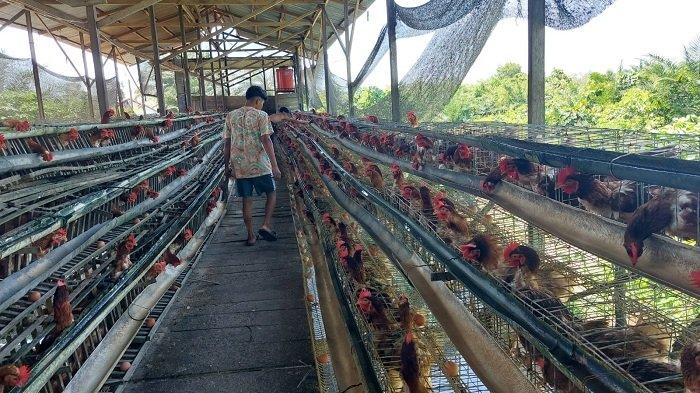 Ternak Ayam Petelur di Halaman Kantor, Cara Camat Lohbener Tingkatkan ... Ternak ayam petelur di Simpang Kanan, Aceh Singkil