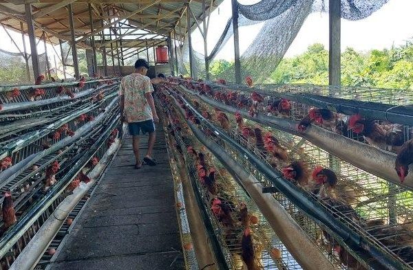 Ternak ayam petelur di Singkil Utara, Aceh Singkil