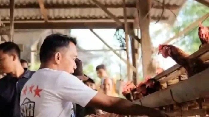 Dorong Sektor Peternakan, Bupati Terpilih Sidrap Kunjungi Peternakan ... Dorong Sektor Peternakan, Bupati Terpilih Sidrap Kunjungi Peternakan ...