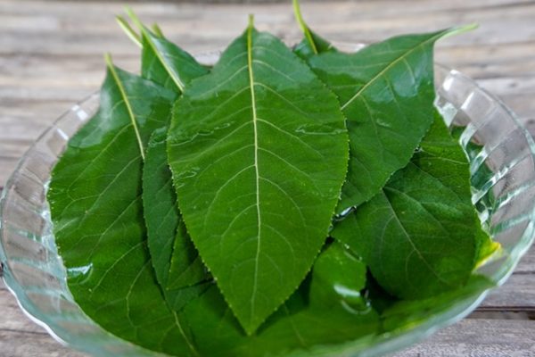 Daun penggemuk ayam di Dow, Kab. Tolikara