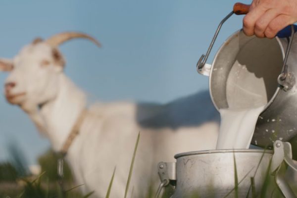 Susu kambing di Ujung Pangkah, Gresik