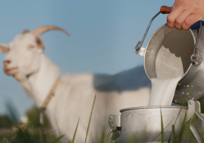 Susu kambing di Petanahan, Kebumen