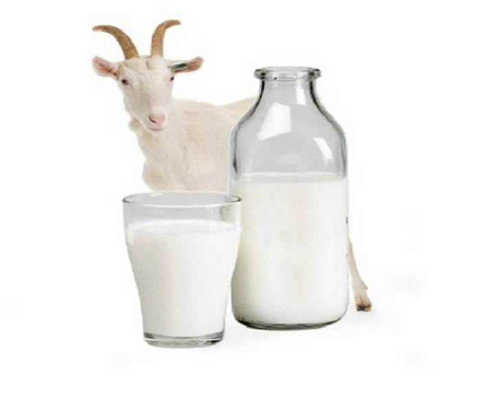 Susu kambing di Cibogo, Subang