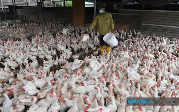 Ayam ternak di Semarang Barat, Kota Semarang