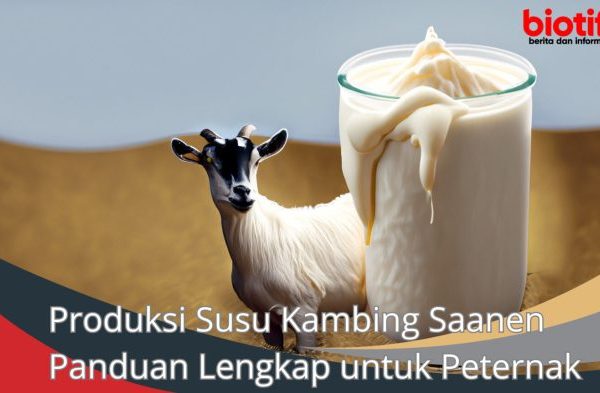 Susu kambing di Kadewan, Bojonegoro