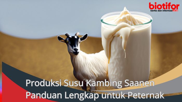 Susu kambing di Maduran, Lamongan