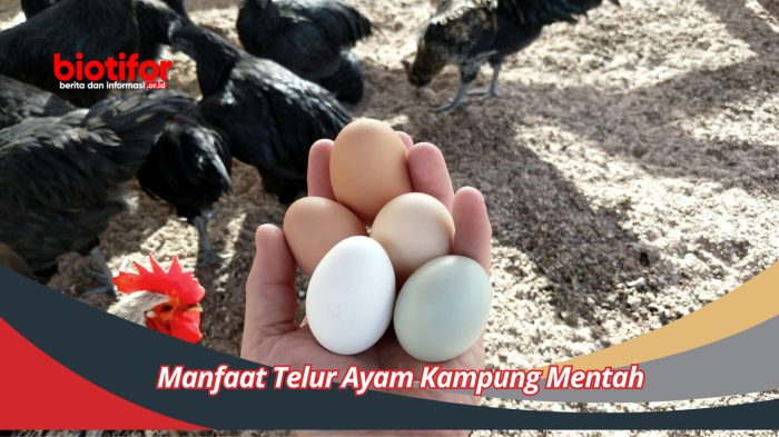 Terbaru!! Panduan Beternak Bibit Ayam Petelur Hingga Panen - HOBI TERNAK Terbaru!! Panduan Beternak Bibit Ayam Petelur Hingga Panen - HOBI TERNAK