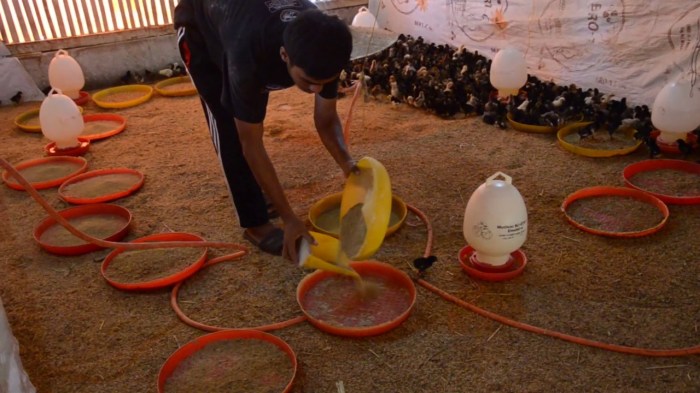 Budidaya ayam di Blambangan Pagar, Lampung Utara