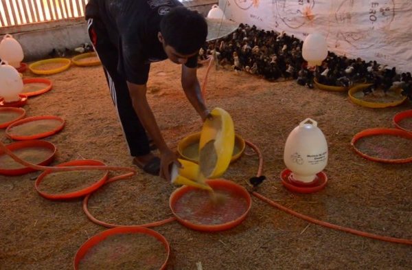 Permintaan Meningkat, Peternak Ayam Petelur di Lampung Tingkatan ...
