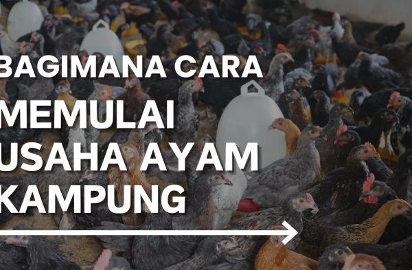Ternak ayam pedaging di Pasar Manna, Bengkulu Selatan