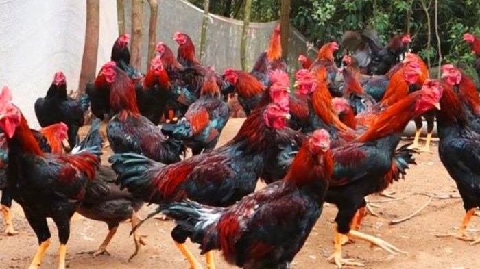 Harga Telur Naik, Peternak di Kediri Masih Ketar Ketir – Bacaini.id Ayam Ternak di Puncu, Kediri