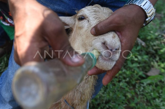 Daging kambing di Kraksaan, Probolinggo