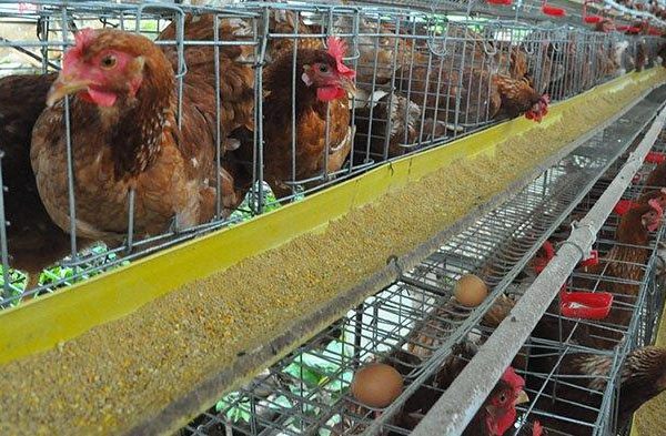 Dibantu KUR, Peternak Ayam Petelur di Bali Mulai Bangkit