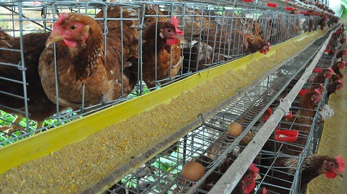 Menengok Peternakan Ayam Petelur di Bogor Barat, Ada Kolam Ikannya ...