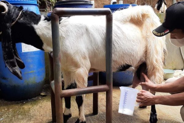 Susu kambing di Tempeh, Lumajang