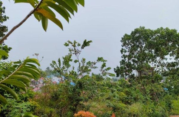 Daun penggemuk ayam di Long Hubung, Mahakam Ulu