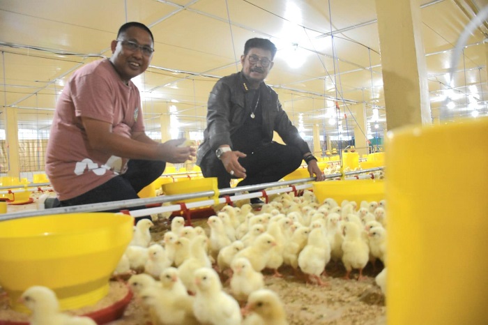 Dari Budidaya Ayam Pedaging, Petani Milenial NTT Sukses Raup Untung ...