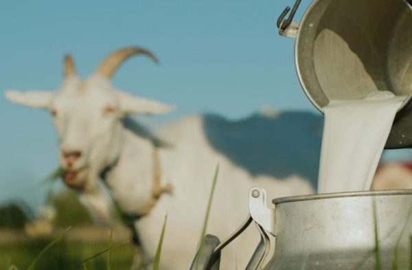 Susu kambing di Kramat, Tegal