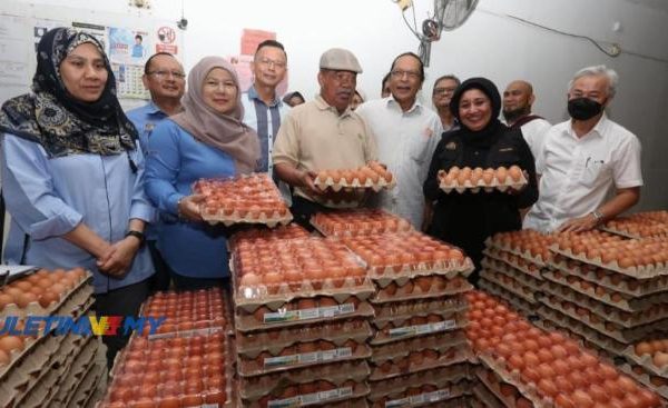 Ternak ayam pedaging di Ulu Talo, Seluma
