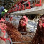 Ternak ayam petelur di Rusip Antara, Aceh Tengah